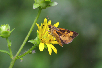 Byssus Skipper female